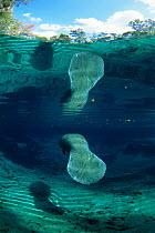 West indian manatee tail + reflection {Trichechus manatus} Crystal River, Florida, USA.