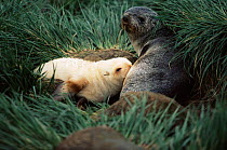 Rare blonde morph Antarctic fur seal pup suckling, South Georgia Is