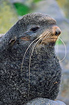 Northern fur seal portrait {Callorhinus ursinus} St Paul Is, Alaska, USA