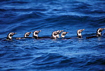 Magellanic penguins swimming in line {Sphenicus magellani} Falkland Is,