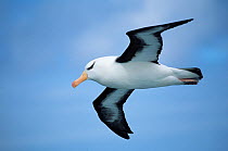 Black browed albatross in flight {Thalassarche melanophrys} Falkland Is