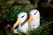 Black browed albatross pair {Thalassarche melanophrys} Falkland Islands