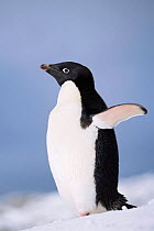 Adelie penguin portrait {Pygoscelis adeliae} Antarctica.