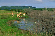 Group of Giraffe {Giraffa camelopardalis} drinking at waterhole, Phinda Resource Reserve, South Africa