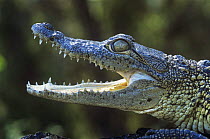 Morelet's crocodile {Crocodylus moreletii} with mouth open, Tamaulipas, Mexico