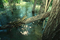 Morelet's crocodile on Corona river {Crocodylus moreletii} Tamaulipas, Mexico