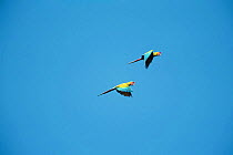 Two Military macaws flying {Ara militaris} Tamaulipas, Mexico