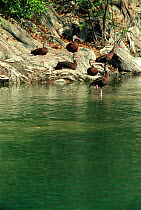 Black bellied whistling ducks {Dendrocygna autumnalis} Tamaulipas, Mexico