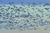 Flock of Snow geese flying {Chen caerulescens} Tamaulipas, Mexico