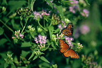 Tropic queen butterflies {Danaus eresimus} Tamaulipas, Mexico