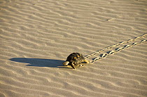 Texas tortoise (Gopherus berlandieri) crossing desert, leaving tracks in the sand, Tamaulipas, Mexico