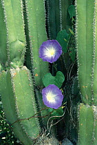 Flowering {Convolvulus sp} vine on Organ cactus, Tamaulipas desert, Mexico