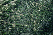 Aerial view showing erosion due to overgrazing, Chichuahuan desert, Mexico Tamaulipas