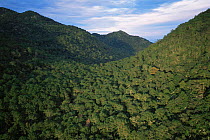Aerial view of dry tropical forest, El Cielo biosphere reserve, Tamaulipas, Mexico