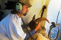 Transporting Desert bighorn sheep {Ovis canadensis} blindfolded in helicopter to minimalise stress, as part of introduction programme, Mexico