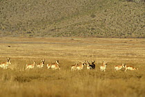 Herd of Pronghorn antelope, introduced species,   {Antilocapra americana} Coahuila, Mexico