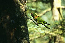 Thick billed parrot (Rhynchopsitta pachyrhyncha) Chihuahua, Mexico