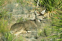 Mule deer resting {Odocoilleus hemionus} Chihuahua desert, Mexico