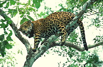 Jaguar with tagging collar {Panthera onca} Yucatan, Mexico