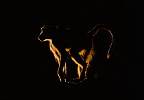 Chacma baboon backlit at dawn {Papio ursinus} Chobe NP, Botswana
