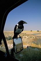 Pied crow perched on vehicle wing mirror {Corvus albus} Etosha NP, Namibia