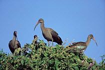 Hadeda ibis {Hagedashia / Bostrychia hagedash} Chobe, Botswana