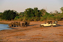 Tourists watching African elephants at Chobe river, Botswana