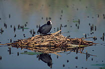 Red knobbed coot at nest on lake {Fulica cristata} Gauteng, South Africa