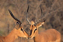 Male Black faced impalas greeting {Aepycersos melampus petersi} Namibia, Etosha NP.