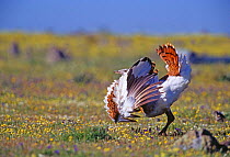 Great bustard {Otis tarda} young male learns to display, Extremadura, Spain.