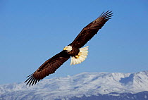 American bald eagle soaring {Haliaeetus leucocephalus} Alaska.