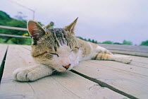 Domestic cat sleeping on decking {Felis catus} Japan