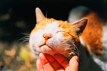 Domestic cat enjoys being scratched under its chin {Felis catus} Japan