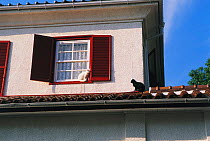 Domestic cats on roof and window ledge {Felis catus} Japan