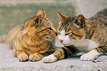 Two tabby Domestic cats interacting {Felis catus} Japan