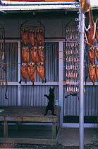 Domestic cat reaching up towards dried fish {Felis catus} Japan