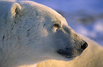 Polar bear head portrait {Ursus maritimus} Churchill, Manitoba NB black tongue