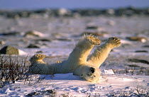 Polar bear stretching {Ursus maritimus} Churchill, Manitoba