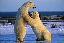 Two Polar bears play fighting {Ursus maritimus} Churchill, Manitoba