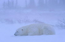 Polar bear resting in blizzard{Ursus maritimus} Churchill, Manitoba, Canada