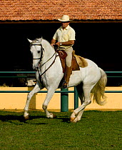 Man riding grey Lusitano stallion, cantering, Sorocaba, Brazil Model released.