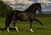 Black Peruvian Paso stallion doing spanish walk, Sante Fe, NM, USA