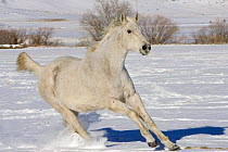 Grey thoroughbred horse cantering through snow, Colorado, USA.