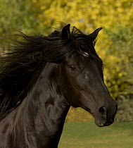 Black Peruvian Paso stallion head portrait, Sante Fe, NM, USA