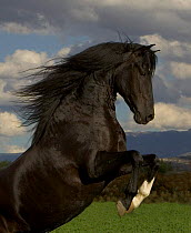 Black Peruvian Paso stallion rearing, Sante Fe, NM, USA.