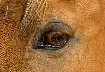 Close up of eye of Palamino Quarter horse, USA.