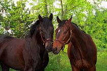 Two bay thoroughbred horses sniffing each other, Colorado, USA.