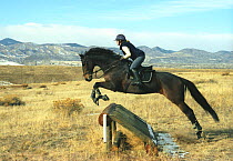 Bay Thoroughbred horse jumping cross-country jump, Colorado, USA.