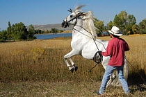 Handler training Grey Andalusian stallion to rear on back legs (levade) USA. Model released.
