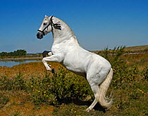 Grey Andalusian stallion performing a levade, USA - rearing on back legs